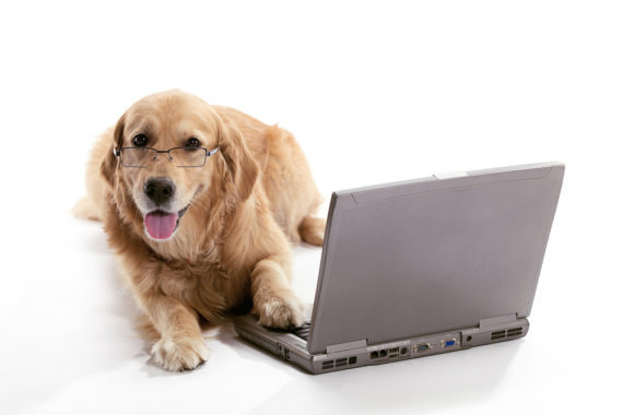 online dog trainers